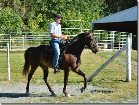 gaited horse for sale
