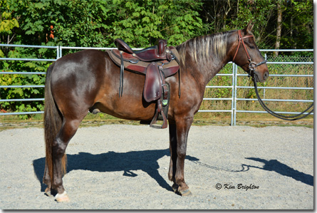 gaited horse for sale